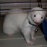 The Rats : 